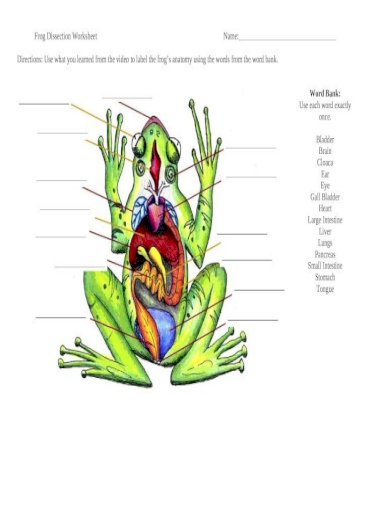 a virtual frog dissection